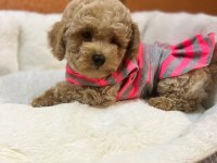 Aşılı Pasaportlu Mikroçipli Maltipoo Yavrularımız 