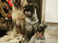 FCI şecereli Miniatute Schnauzer yavruları