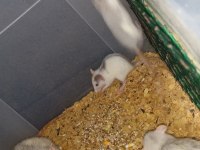 Yavru Ratlar
