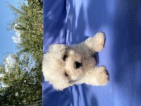 Irk ve sağlık garantili kar beyaz maltese bebekler