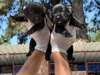 Labrador yavrularımız