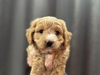 Mini boy maltipoo bebekler