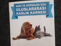 7 aylık erkek british shorthair