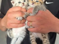 British shorthair bebeğim sahiplendirilecektir