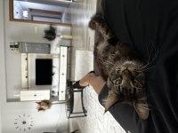 Şecereli erkek maine coon
