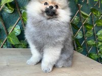 Cana yakın pomeranian boo ayı suratlı erkek yavru