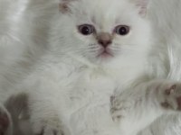 2 aylık british shorthair