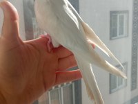 Full Evcil Sultan Papağanı Albino