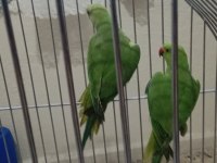4.5 aylık yavru pakistan papağanları