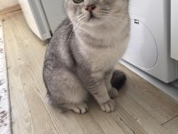 1 yaşında british shorthair kısır değil erkek