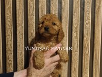 Sevimli Irk Toy Poodle