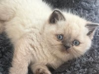Blue Point British Shorthair Bebekler