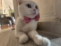 Kısa süre sonra sahiplendirilmeye hazır kediler
