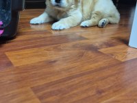 20 mart doğumlu golden retriever çiş eğitimi var