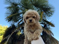 Maltipoo Bebekleri