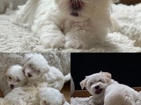 Maltese terrier 5 aylık erkek