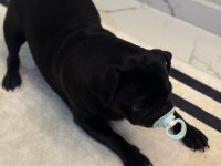 9 Aylık Dişi Pug Yavrumuz