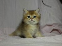 British Golden Bebekler