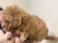 Red brown anne altında toy poodle