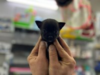 Bardak boy teacup minnak şivava yavrular