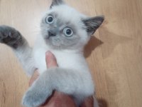 Güzel british shorthair bebeğe yuva arıyoruz