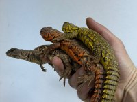 FATURALI EVRAKLI UROMASTYX