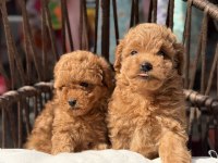 Toy Poodle güzellikler