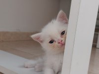 Scottish Fold/ British Shorthair Yavrular