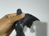 Yavru Forpus Papağanı