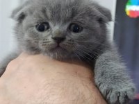 Safkan scottish fold