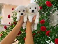 O Numara Maltese Terrier Bebekler