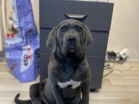 ÜST DÜZEY BLUE CANE CORSO