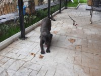 FCI/KIF Secereli 8 Aylık Diş Cane Corso