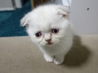 British Shorthair Minikolarım