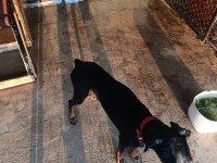 3 yaşında Dişi Doberman sahiplendirmek istiyorum