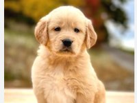 Golden retriever bebeklerimiz safkan küt burun orjinal