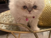 Dişi iki aylık exotic shorthair