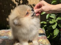 A Kalite erkek Pomeranian BOO