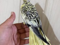 51 GÜNLÜK HARİKA SULTAN PAPAĞANI BEBEK