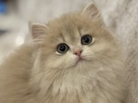 3 aylık saf kan british longhair