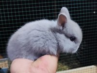 Cüce Tavşan (Netharlend Dwarf)
