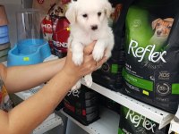 Maltese yavru