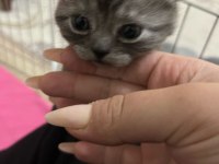 Kalan 4 british shorthair yavrumuzu sahiplendiriyoruz