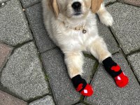Sevimli dost canlısı golden retriever