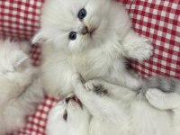 British longhair yavru kedimiz