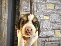 Beagle yavrular dişi erkek mevcut