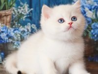 Kar Beyaz Silver British Shorthair 