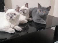 British shorthair iki buçuk aylık yavrular