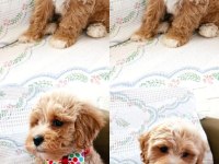 Orjinal Maltipoo Köpekler
