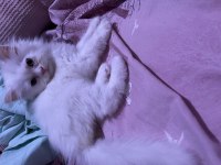 Sahiplendirilecek chinchilla kedimiz